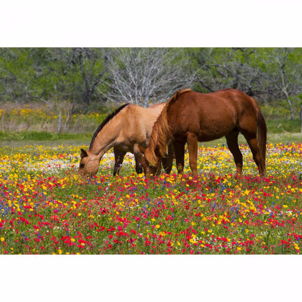 Picture of Grazing Horses 32x48 *D