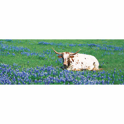 Picture of Resting Steer 20x60 *D
