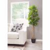 0116245_fiddle-leaf-fig-tree.jpeg