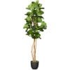0116275_fiddle-leaf-fig-tree.jpeg