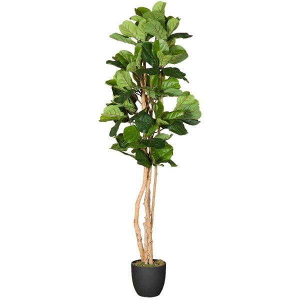 0116275_fiddle-leaf-fig-tree.jpeg