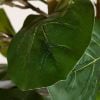 0116614_fiddle-leaf-fig-tree.jpeg