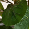 Picture of Fiddle Leaf Fig Tree