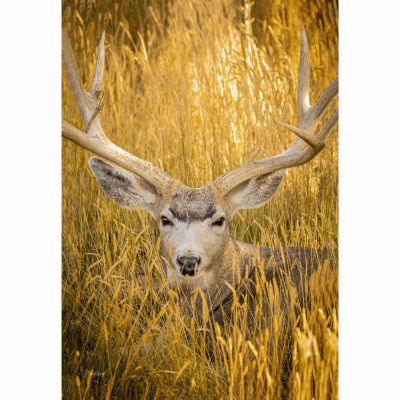 Picture of Mule Deer Buck 24x36 *D