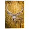 Picture of Mule Deer Buck 24x36 *D