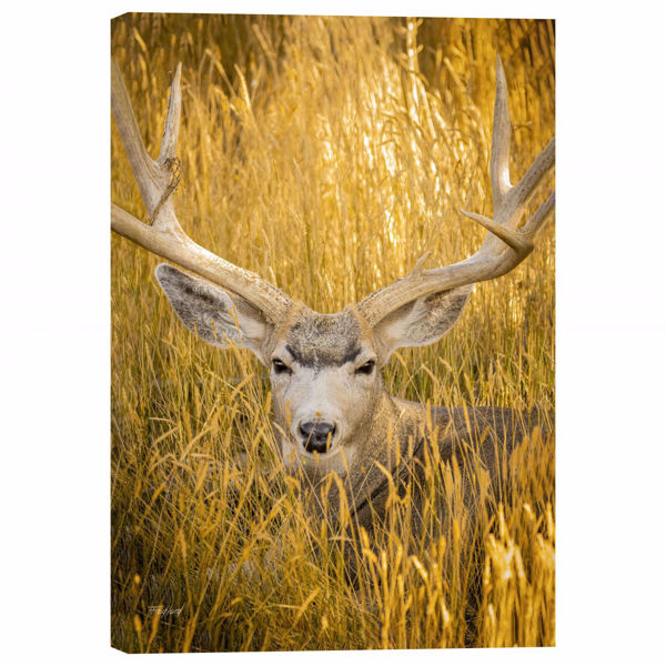 Mule Deer Buck 24x36 *D | 125-1840647 | AFW.com