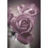 0116855_dusty-rose-buds-36x24-d.jpeg
