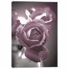 0116856_dusty-rose-buds-36x24-d.jpeg