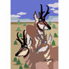 Picture of Pronghorn Cluster Cluster 24x36 *D