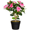 Picture of Camellia Plant