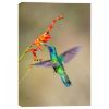 0121166_fluttering-hummingbird-24x16-d.jpeg