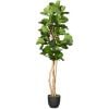 0121910_fiddle-leaf-fig-tree.jpeg
