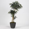 Picture of 2 Branch Weeping Ficus Tree