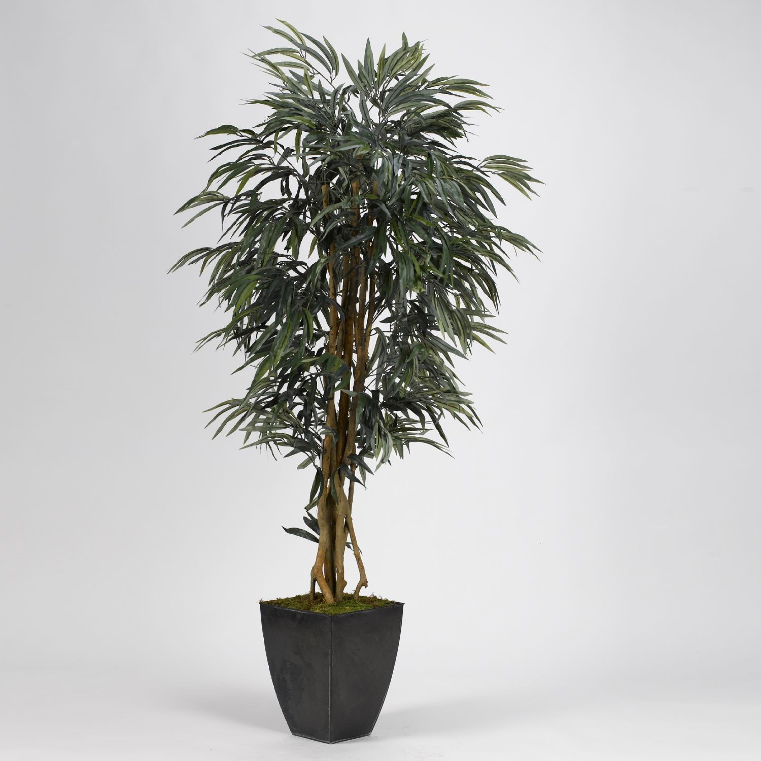 Weeping Ficus Tree | 151-318925 | AFW.com