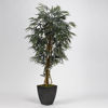 Picture of Weeping Ficus Tree