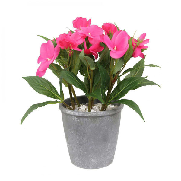 Picture of Pink Balsamine In Grey Pot