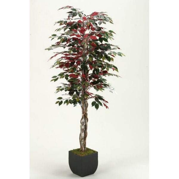 Picture of Red Ficus Tree 72 In Mtl Pot