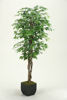 Picture of Green Ficus Tree 72 In W Metal
