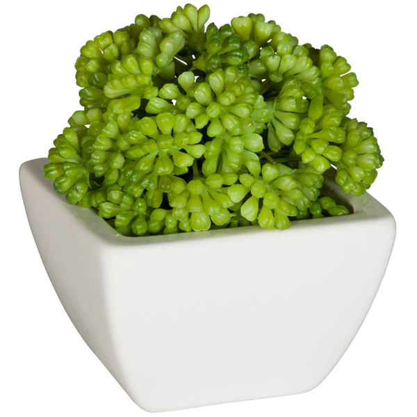 Picture of Round succulent in White Ceram