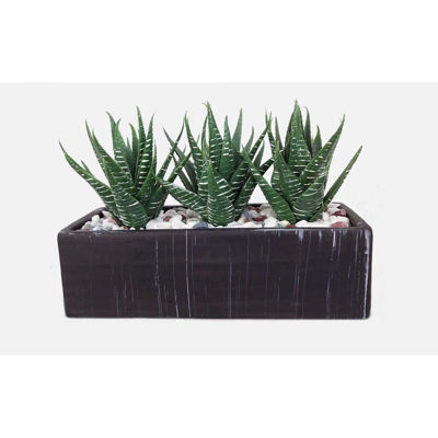 Picture of Aloe in Rectangular Pot