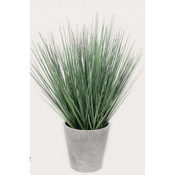 Picture of Tall Onion Grass In White Pot