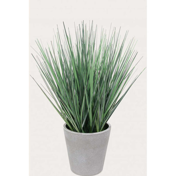 Picture of Onion Grass In White Pot