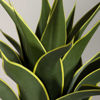 Picture of Green Yellow Agave Plant