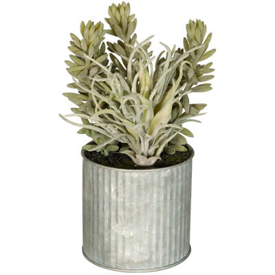 Picture of Succulent In Galvanized