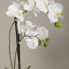Picture of White Orchids