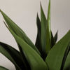 Picture of Agave Plant With Pot