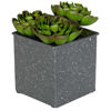 Picture of Succulents In Square Grey Vase