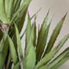 Picture of Yucca Tree In Pot