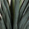 Picture of Spineless Yucca Plant