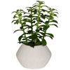 Picture of Green Plant In Round White Container