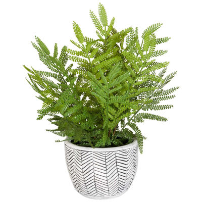 Picture of Fern In Round Container