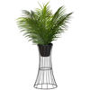 Picture of Ferns On Metal Stand