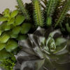 Picture of Succulents In Round Bowl