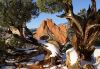 Picture of Garden of The Gods