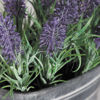 Picture of Lavender in Metal Pot