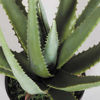 Picture of Aloe Plant