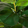 Picture of Faux Ficus Plant