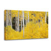 Picture of Aspens In The Colorado Rockies 48x32