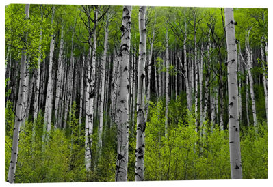 Picture of Aspen Wilderness