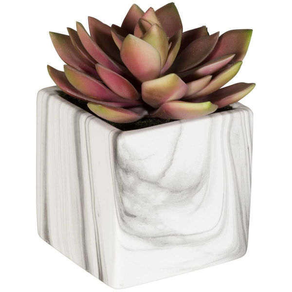 Picture of Succulent In Square Marble