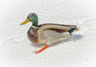 Picture of Quacks In The Snow