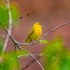 Picture of Happy Yellow Warbler