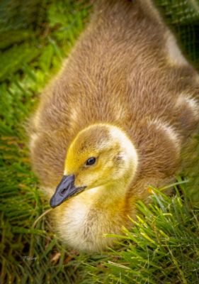 Picture of Golden Gosling