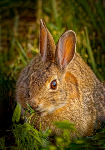 Picture of Brown Eyes