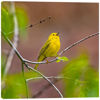 Picture of Happy Yellow Warbler