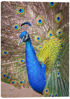 Picture of Peacock Splendor